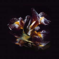 Raein | Forme Sommerse 12"